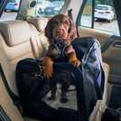 Streetwize Deluxe Collapsible Pet Car Kennel - Black