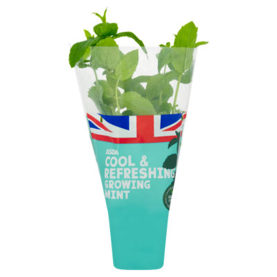 ASDA Cool & Refreshing Growing Garden Mint plant - British product
