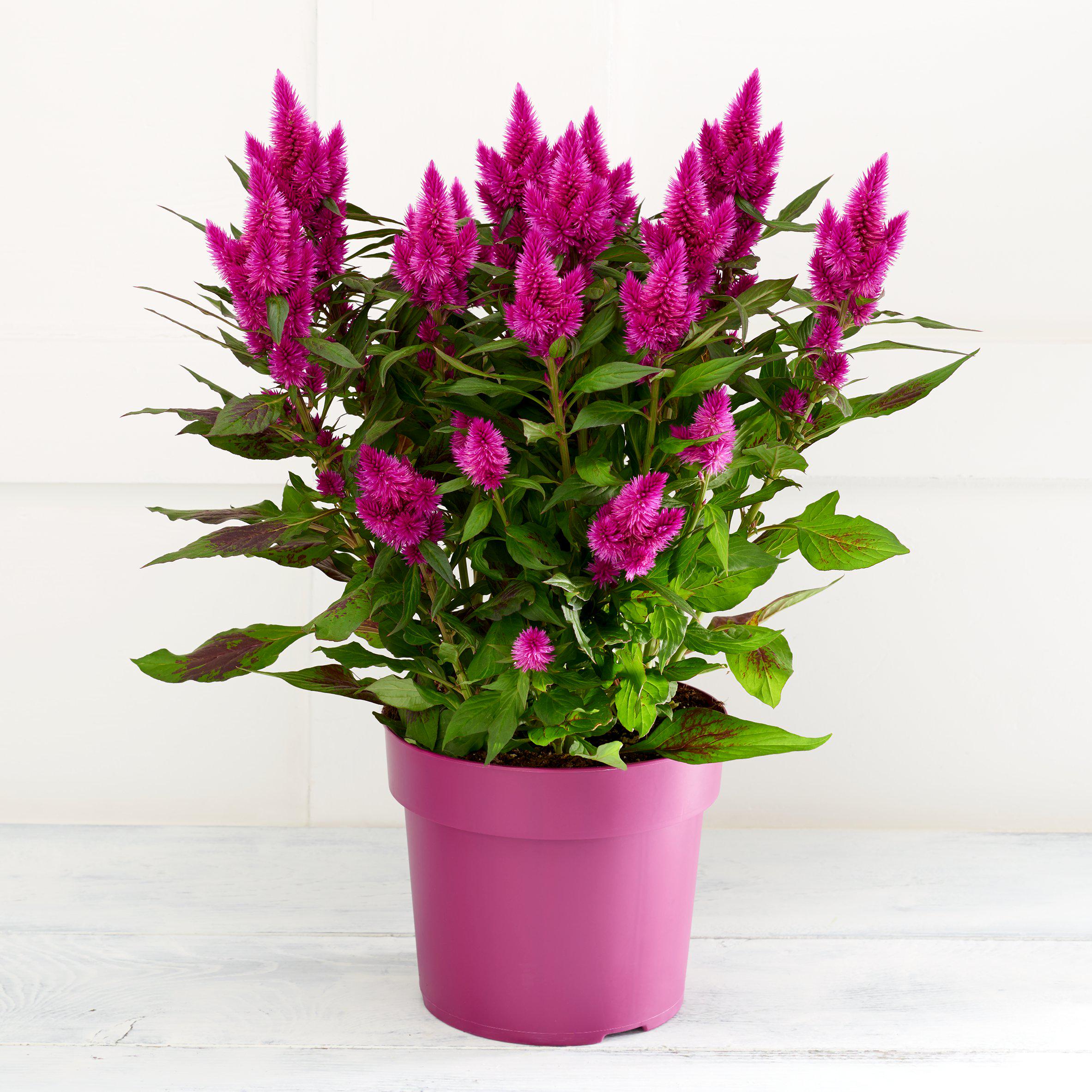 Live Celosia Plant in Growers Pot