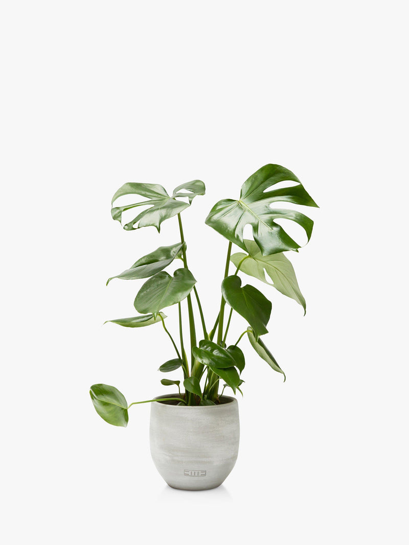 The Little Botanical Monstera Deliciosa house plant with ceramic pot, 40-45cm, imported from the UK