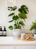 The Little Botanical Monstera Deliciosa house plant with ceramic pot, 40-45cm, imported from the UK