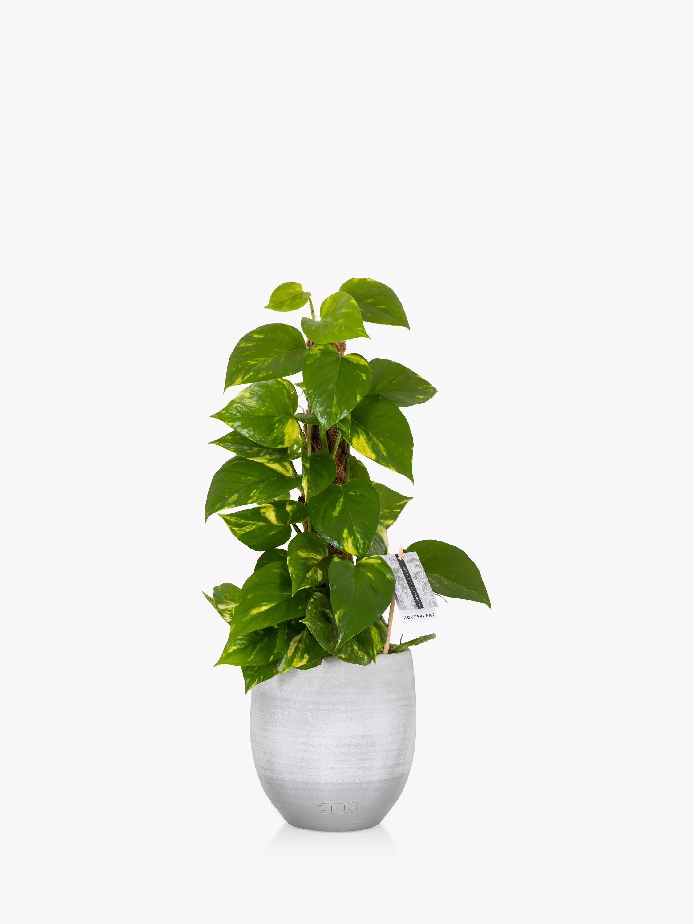 The Little Botanical variegated Devil's Ivy house plant with grey ceramic pot and moss pole (British brand)