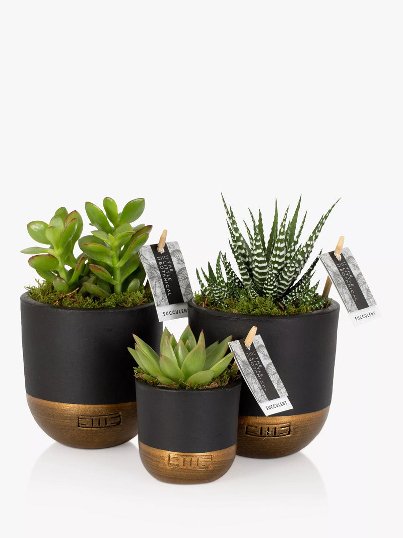 The Little Botanical succulent plant set with three varieties in ceramic pots (British brand)