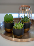 The Little Botanical succulent plant set with three varieties in ceramic pots (British brand)