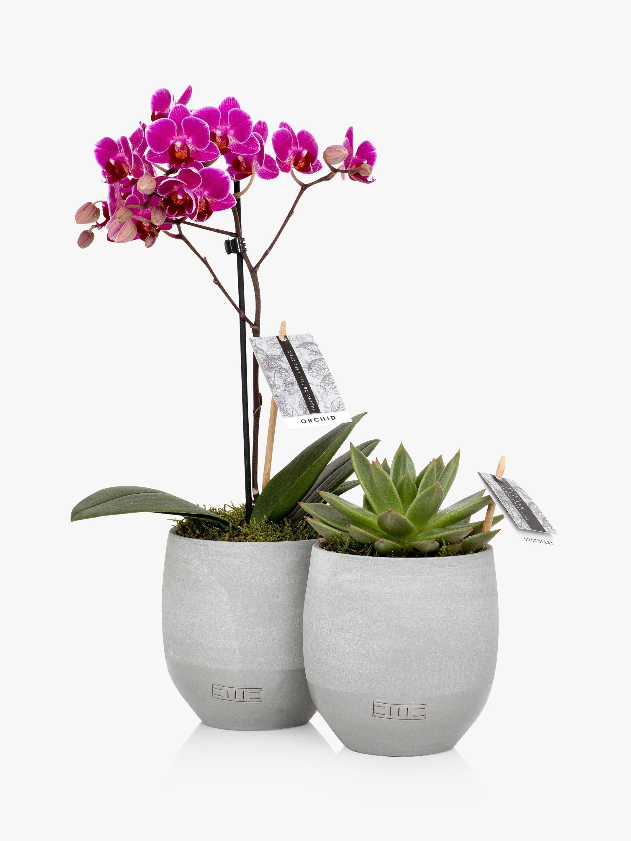 The Little Botanical orchid and succulent plant duo in concrete pots (British brand)