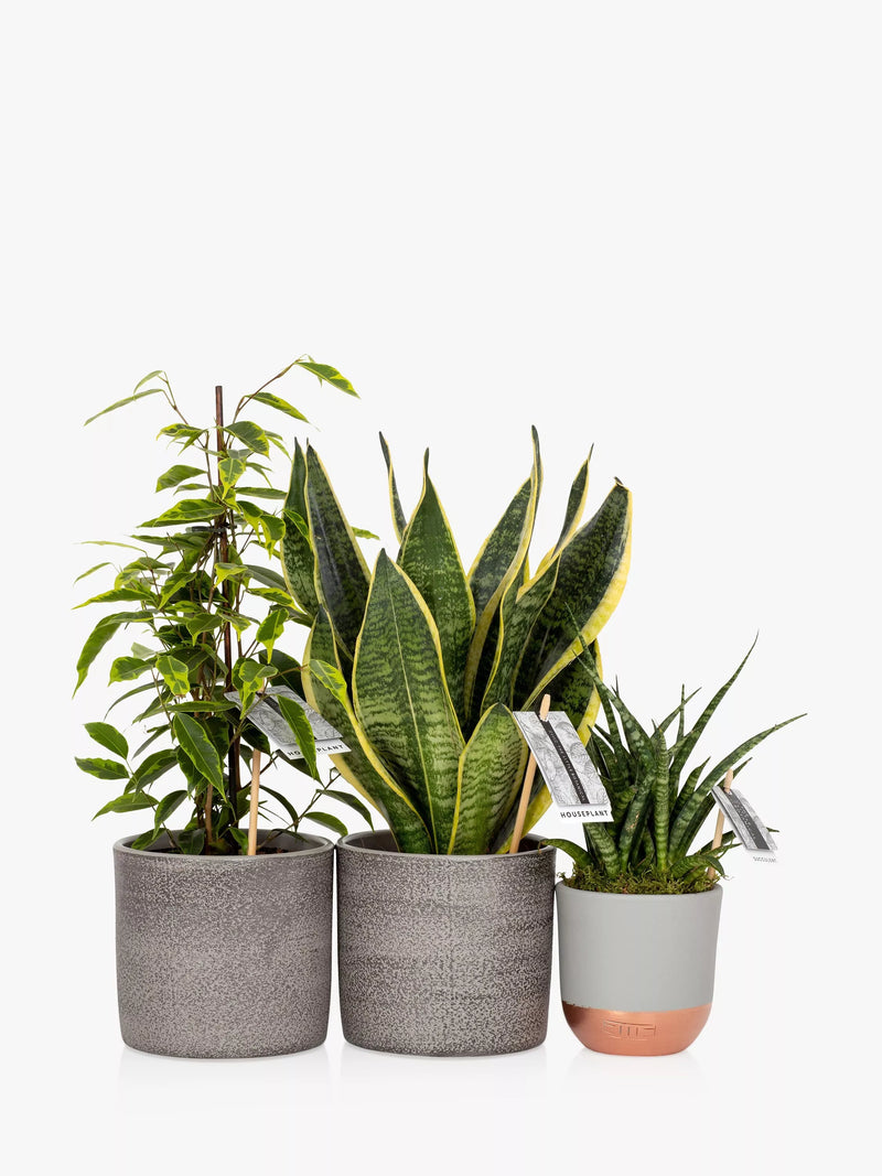 The Little Botanical purifying plant bundle with Sansevieria and Ficus in grey ceramics (British brand)