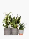 The Little Botanical purifying plant bundle with Sansevieria and Ficus in grey ceramics (British brand)