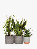 The Little Botanical purifying plant bundle with Sansevieria and Ficus in grey ceramics (British brand)