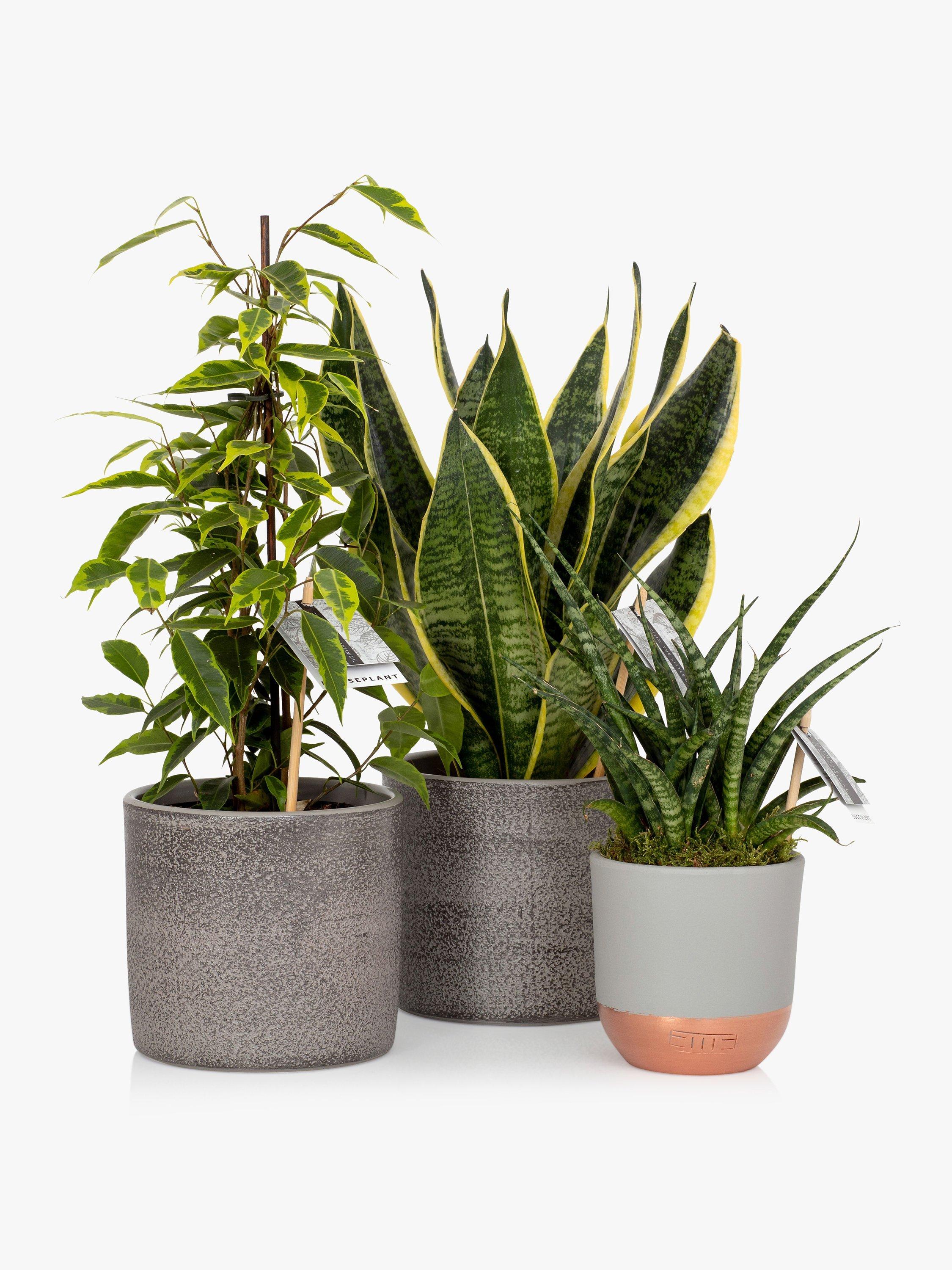 The Little Botanical purifying plant bundle with Sansevieria and Ficus in grey ceramics (British brand)