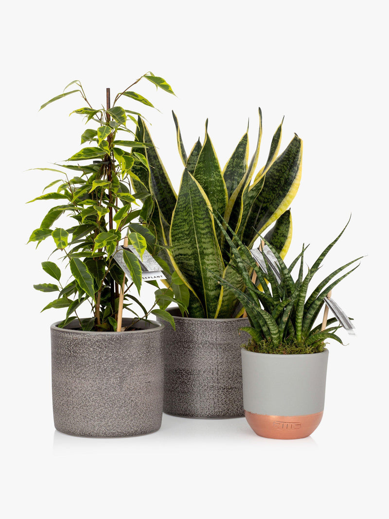 The Little Botanical purifying plant bundle with Sansevieria and Ficus in grey ceramics (British brand)