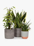 The Little Botanical purifying plant bundle with Sansevieria and Ficus in grey ceramics (British brand)