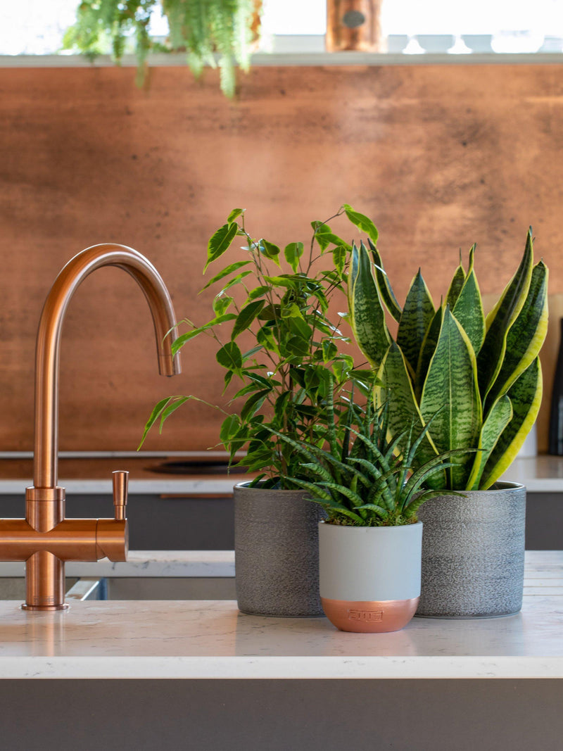 The Little Botanical purifying plant bundle with Sansevieria and Ficus in grey ceramics (British brand)