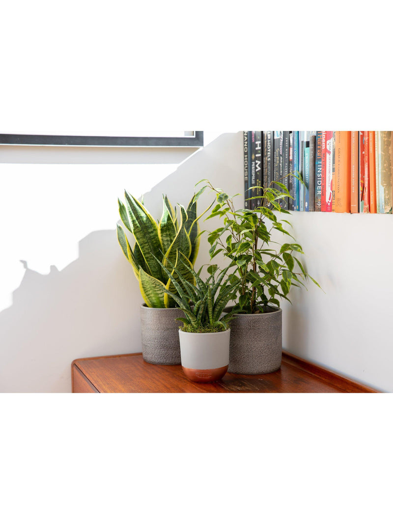 The Little Botanical purifying plant bundle with Sansevieria and Ficus in grey ceramics (British brand)