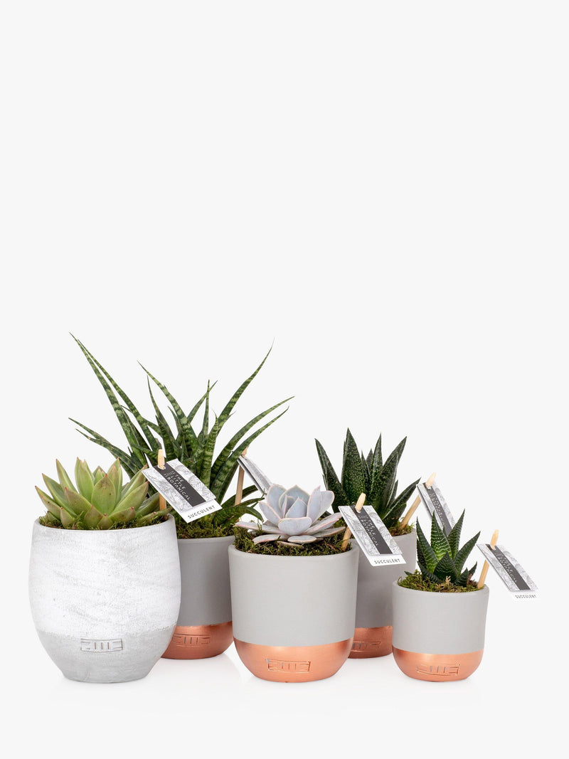 The Little Botanical large succulent plant bundle with 5 varieties (British brand)