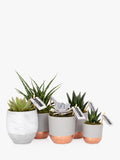 The Little Botanical large succulent plant bundle with 5 varieties (British brand)