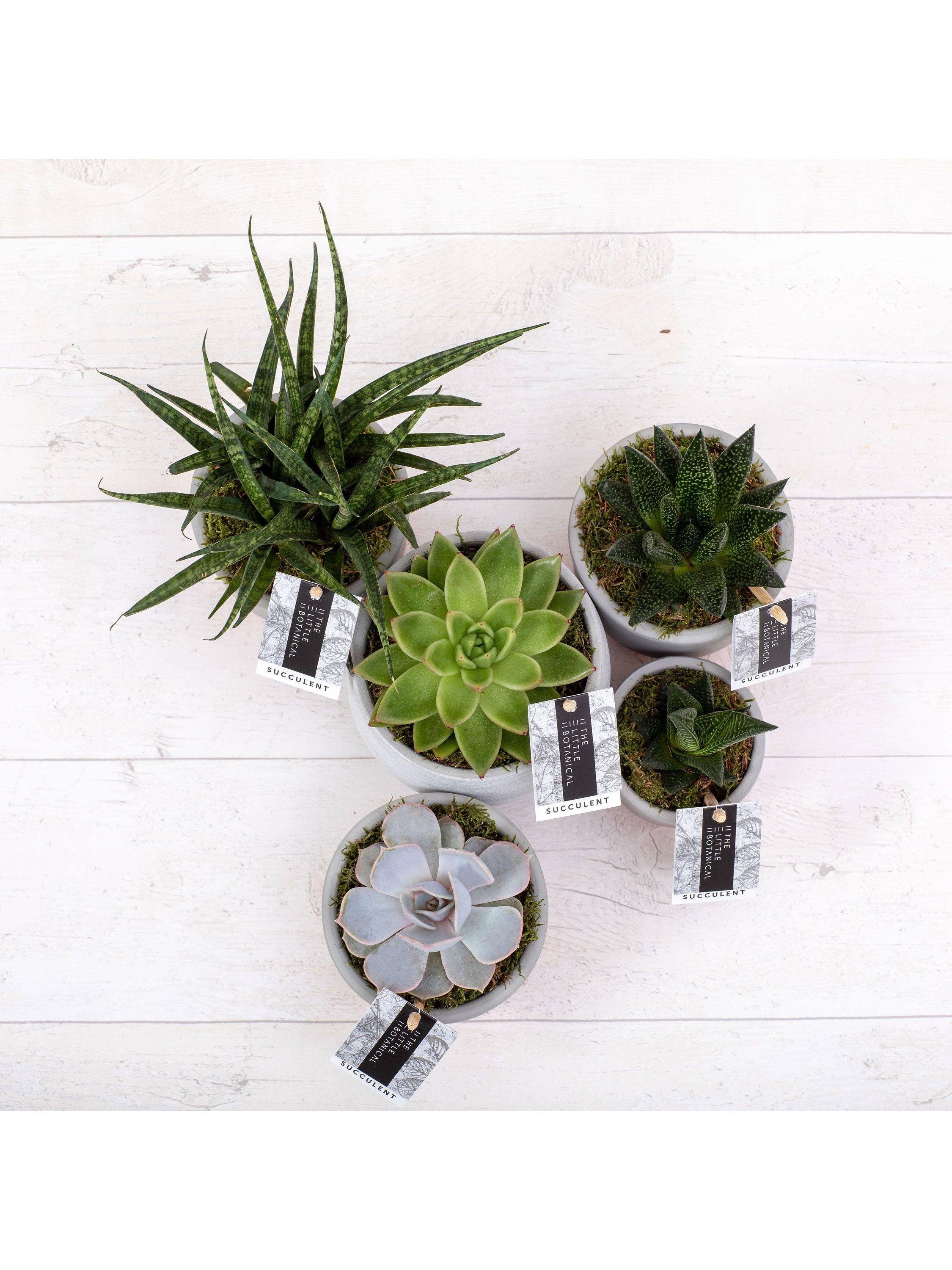 The Little Botanical large succulent plant bundle with 5 varieties (British brand)