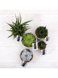The Little Botanical large succulent plant bundle with 5 varieties (British brand)
