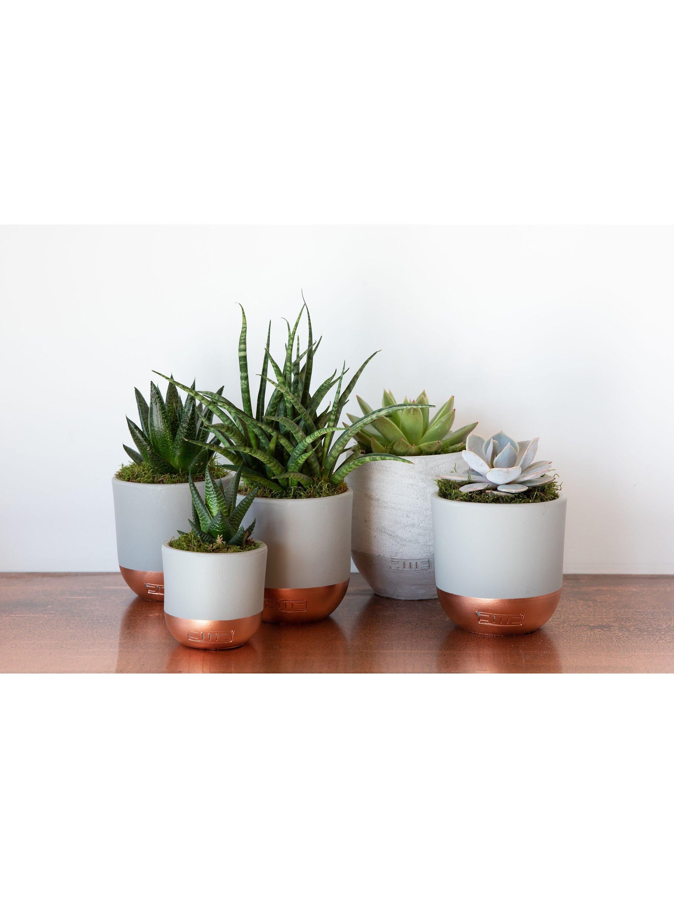 The Little Botanical large succulent plant bundle with 5 varieties (British brand)