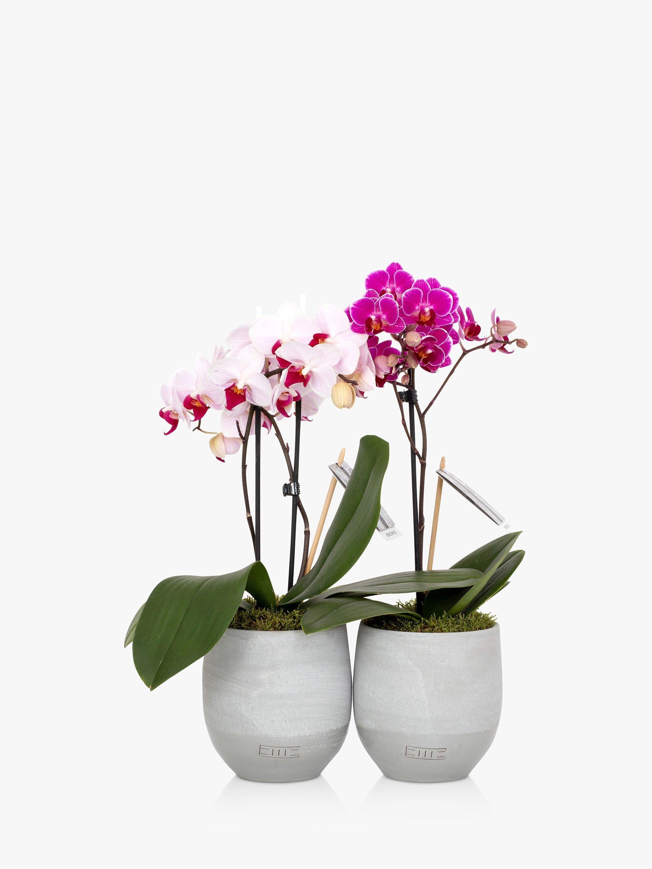 The Little Botanical mini orchid duo indoor plants (British brand)