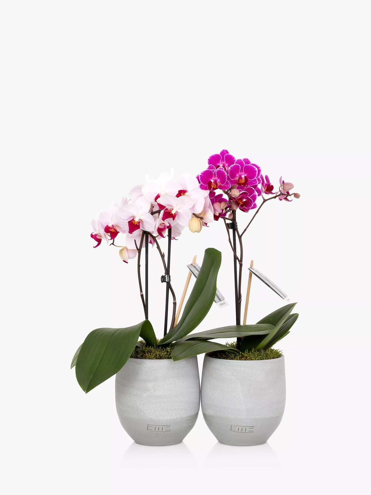The Little Botanical mini orchid duo indoor plants (British brand)