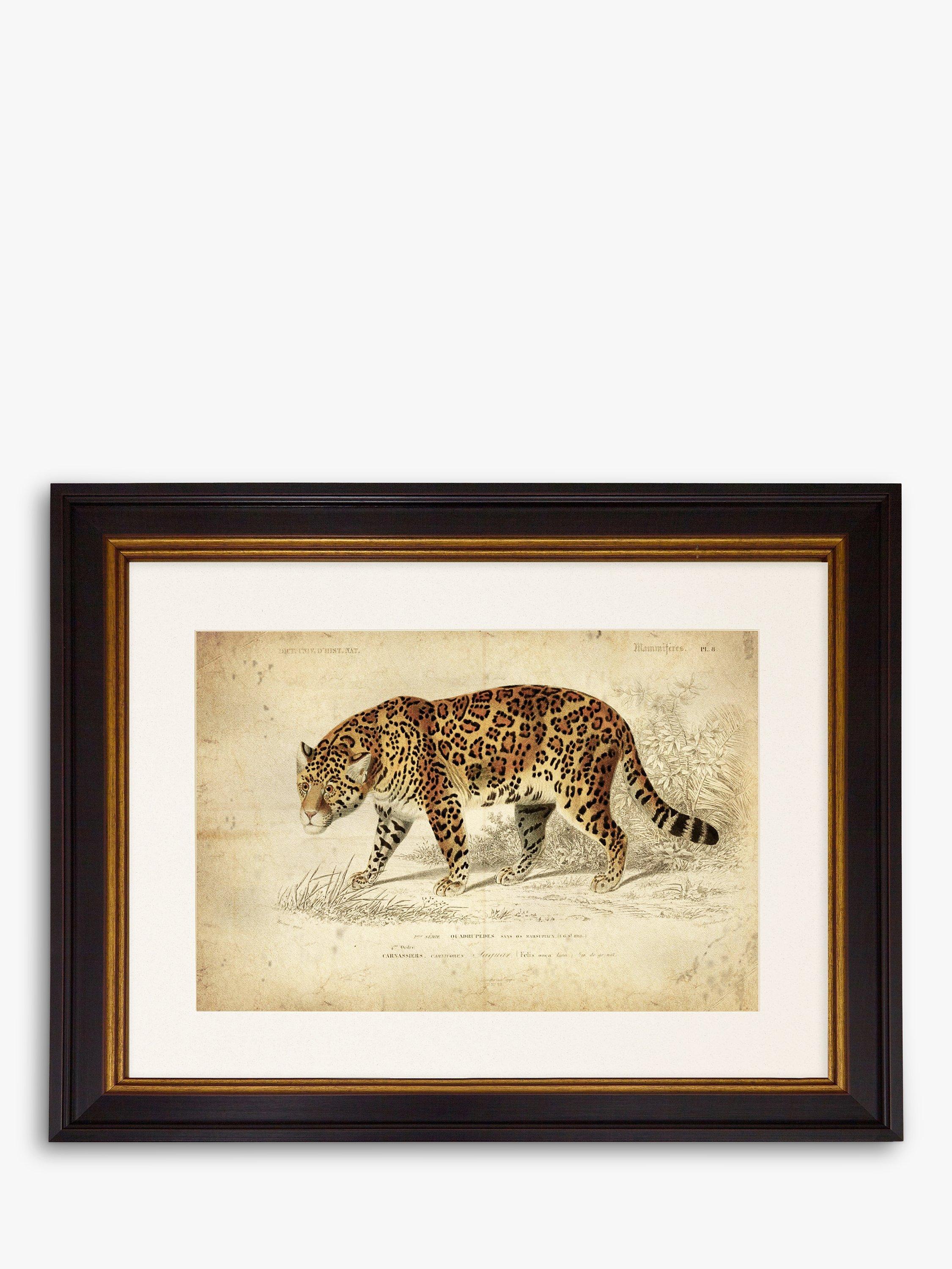 Brookpace Lascelles Jaguar framed print 46 x 55cm - British product