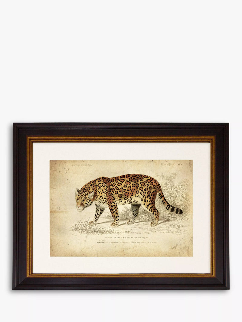 Brookpace Lascelles Jaguar framed print 46 x 55cm - British product
