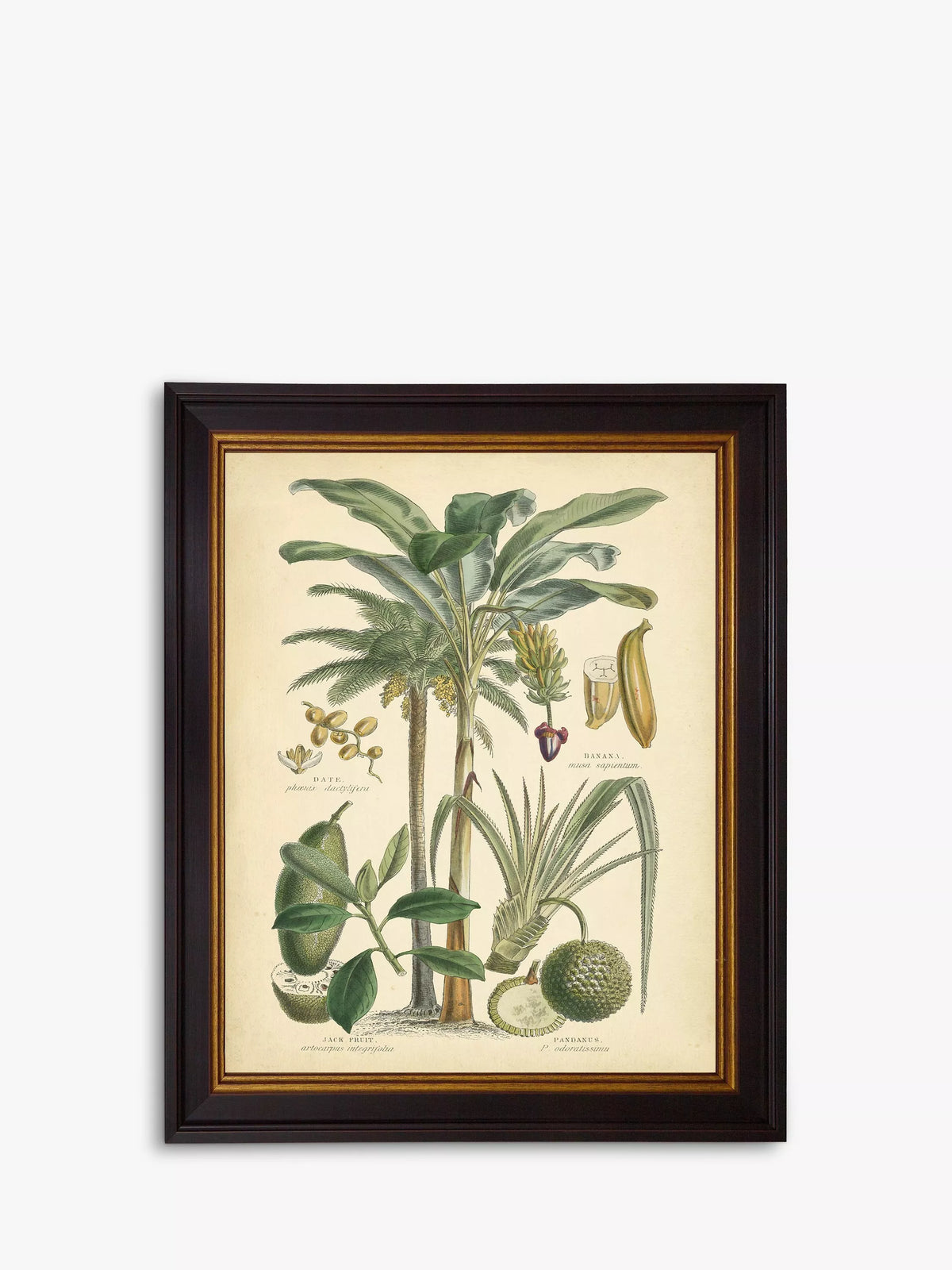 Brookpace Lascelles Fruitful Palm II Green framed print 51x41cm - British product