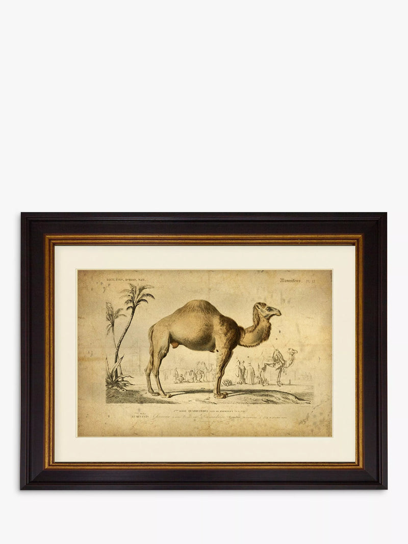 Brookpace Lascelles Camel framed print 46 x 55cm - British product