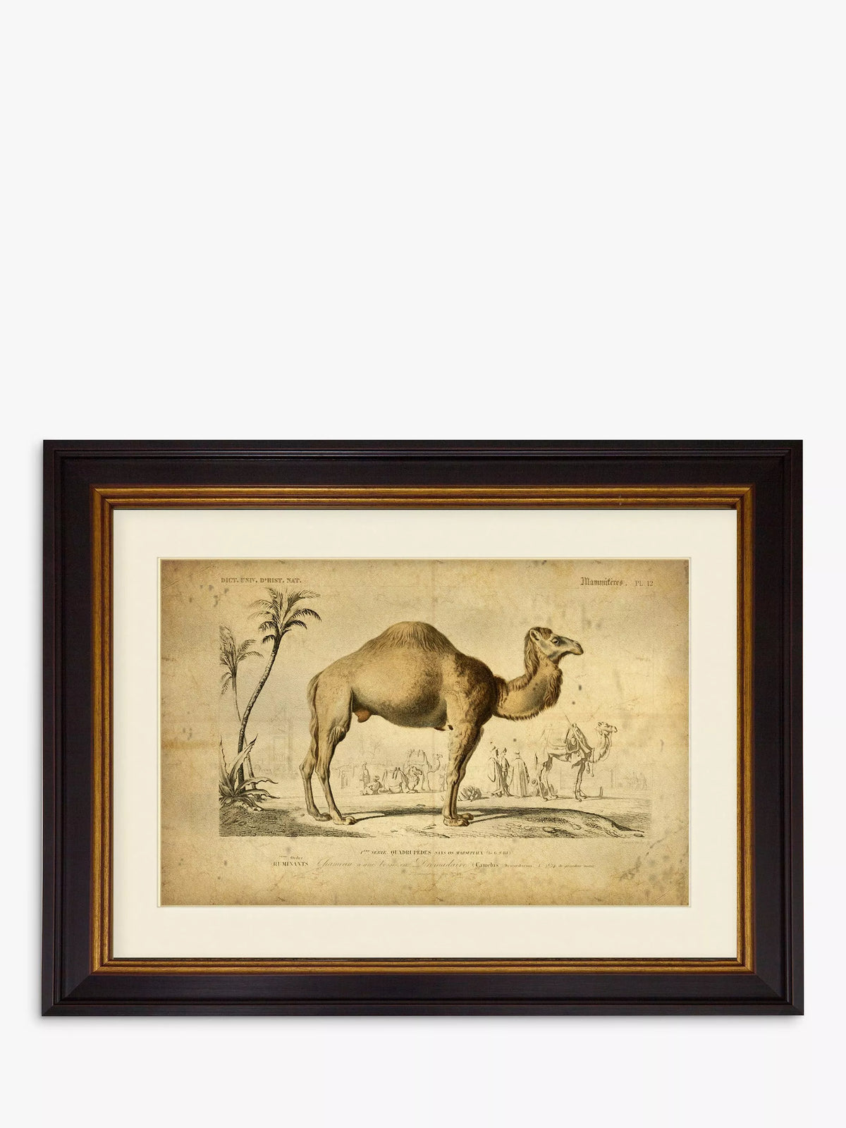 Brookpace Lascelles Camel framed print 46 x 55cm - British product