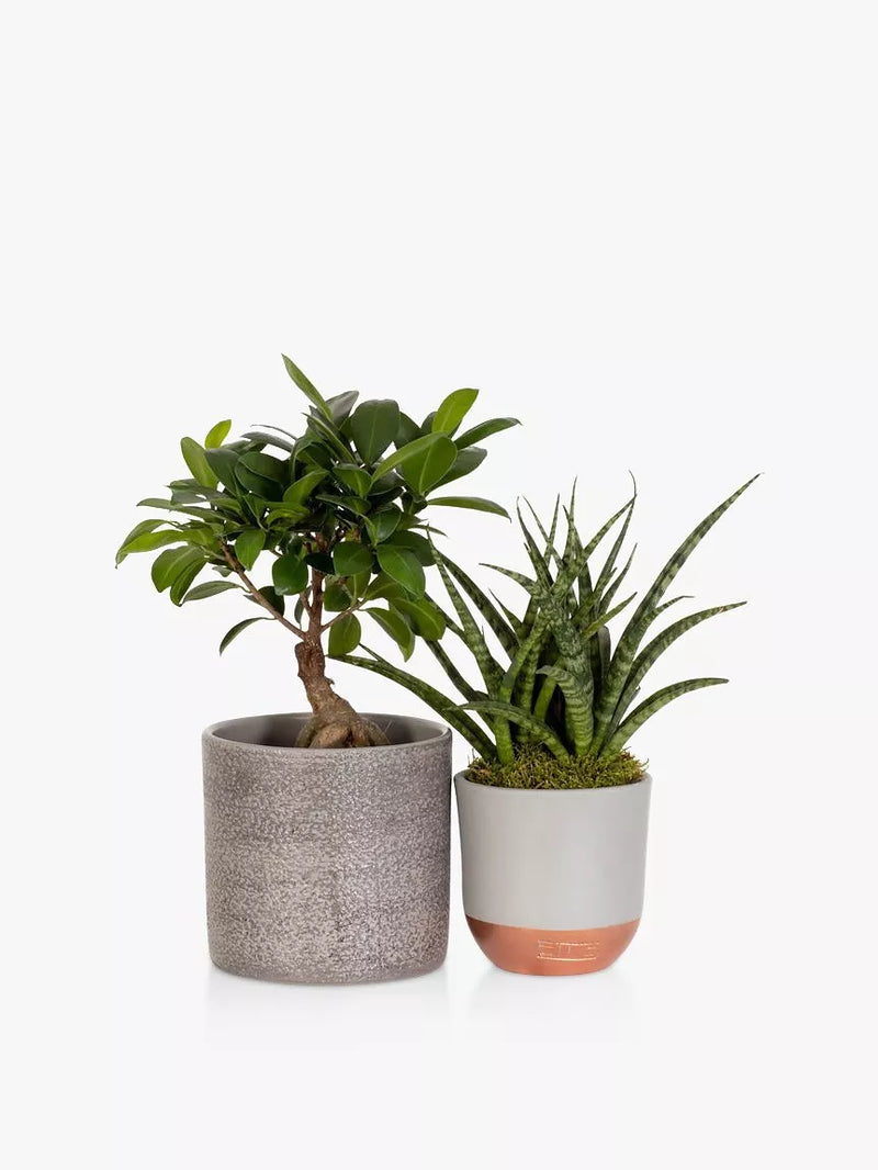 The Little Botanical Zen Bonsai Set (British brand)