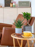 The Little Botanical Zen Bonsai Set (British brand)
