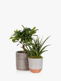 The Little Botanical Zen Bonsai Set (British brand)