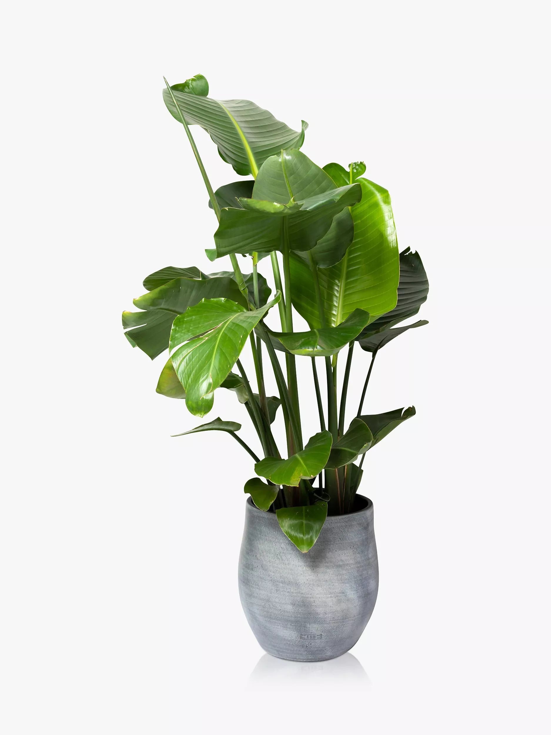 The Little Botanical extra large Strelitzia plant in ceramic pot with concrete finish (British brand)