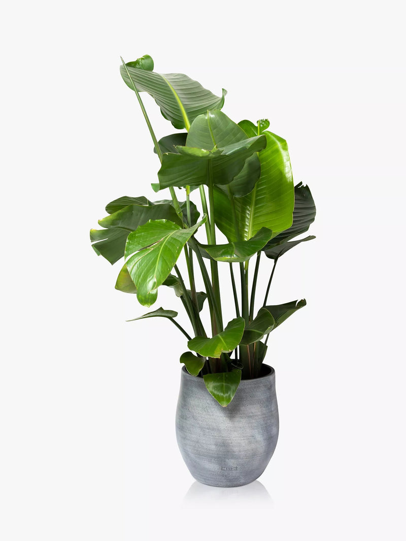 The Little Botanical extra large Strelitzia plant in ceramic pot with concrete finish (British brand)