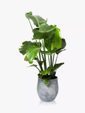 The Little Botanical extra large Strelitzia plant in ceramic pot with concrete finish (British brand)