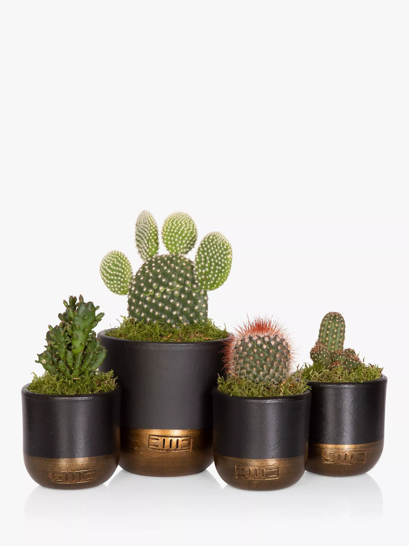The Little Botanical cactus plant set with medium and mini cacti in black and gold pots (British brand)