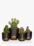 The Little Botanical cactus plant set with medium and mini cacti in black and gold pots (British brand)
