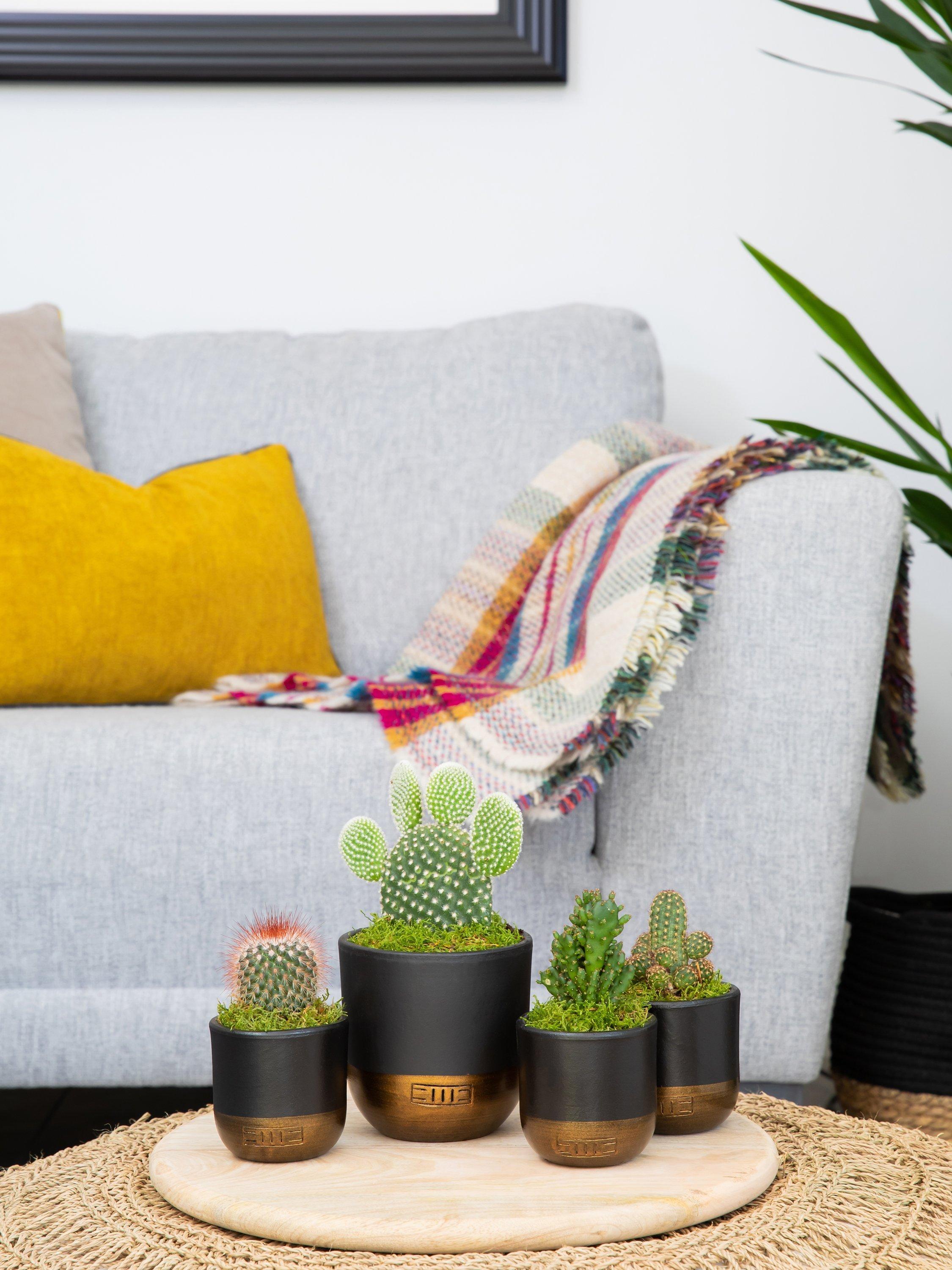 The Little Botanical cactus plant set with medium and mini cacti in black and gold pots (British brand)