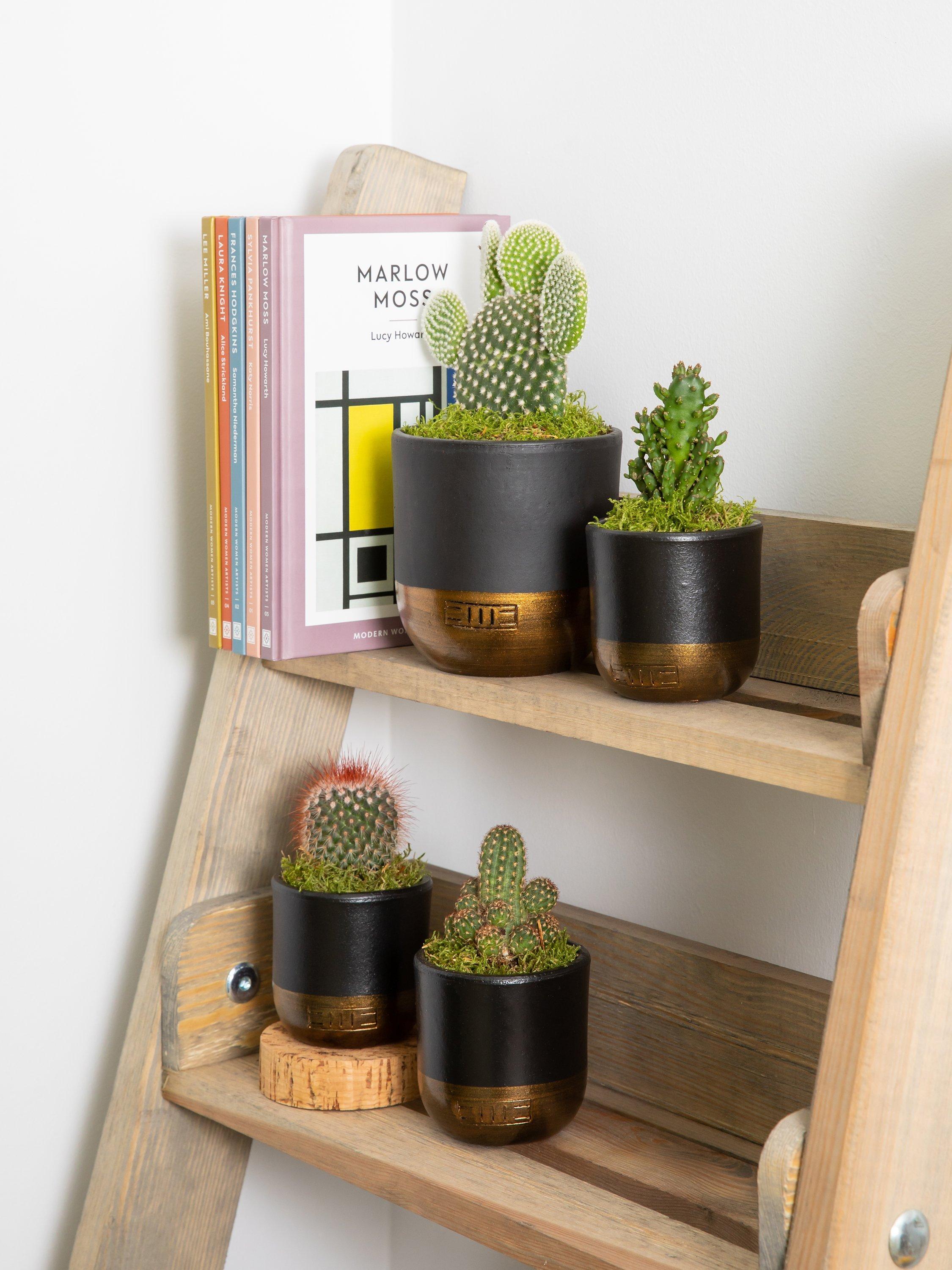 The Little Botanical cactus plant set with medium and mini cacti in black and gold pots (British brand)