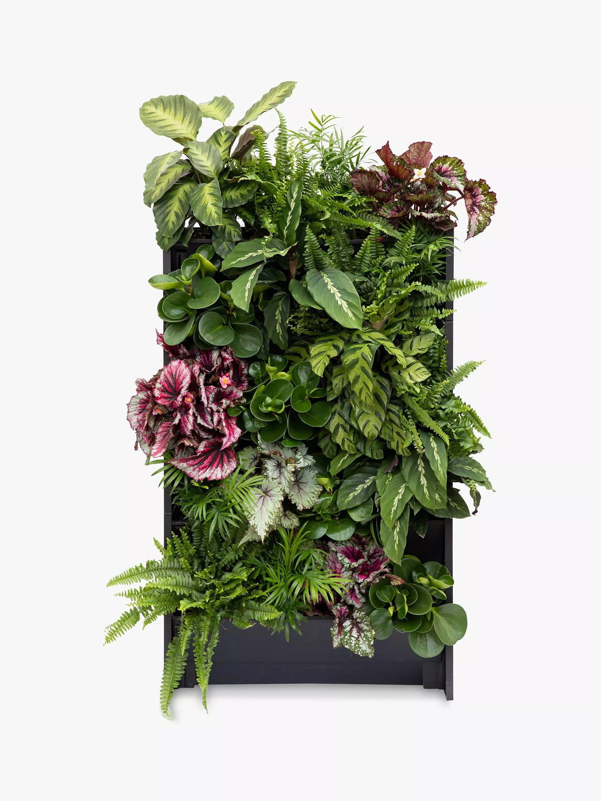 The Little Botanical 20 indoor plants living wall kit (British brand)