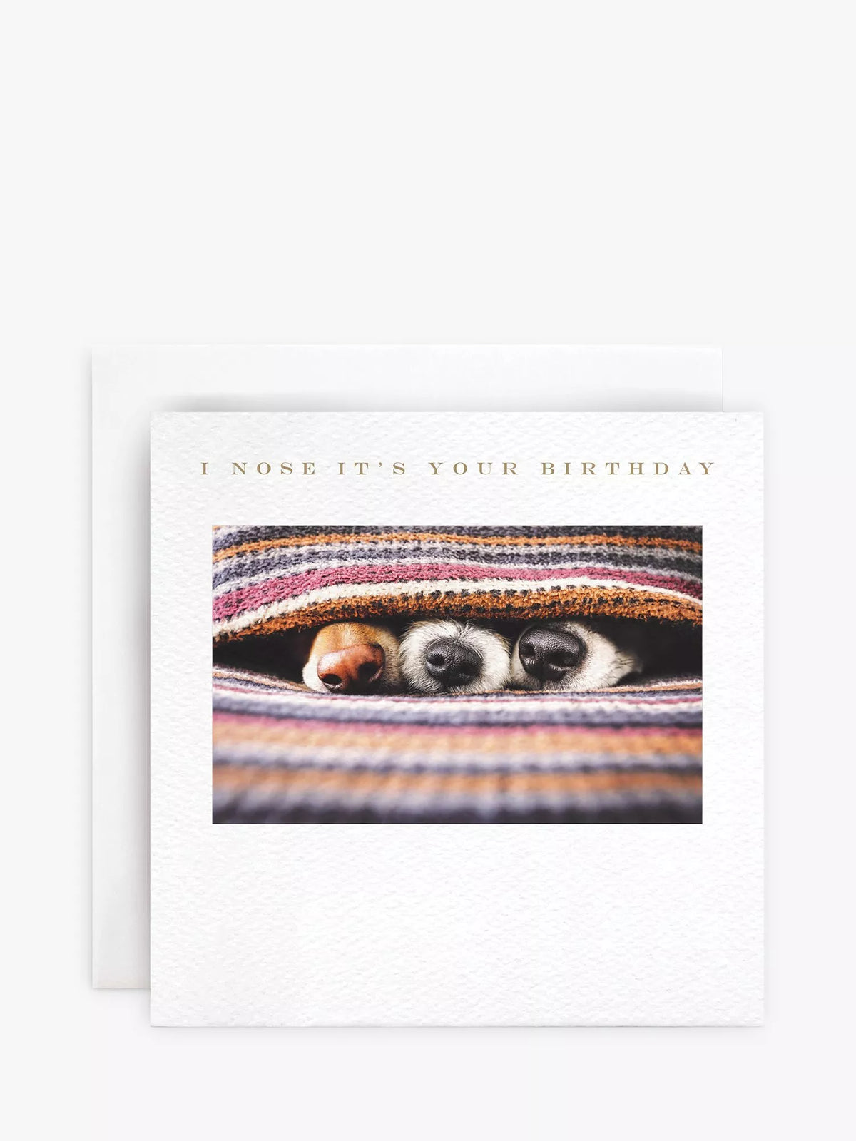 Susan O'Hanlon Dogs Noses birthday card with envelope (British brand)