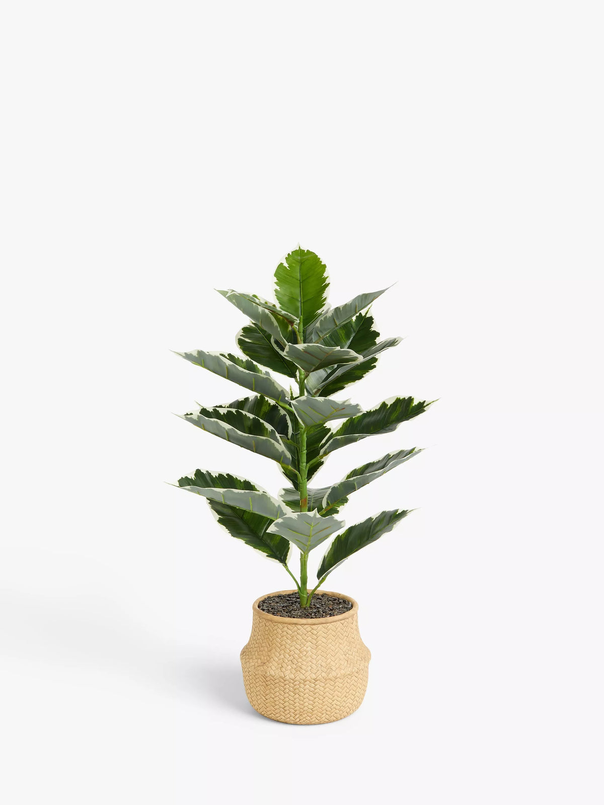 John Lewis artificial varigated fig plant in basket pot, UK version