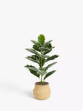 John Lewis artificial varigated fig plant in basket pot, UK version