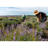 Weleda Natural Lavender Relaxing Body Oil Vegan   100ml GOODS M&S   