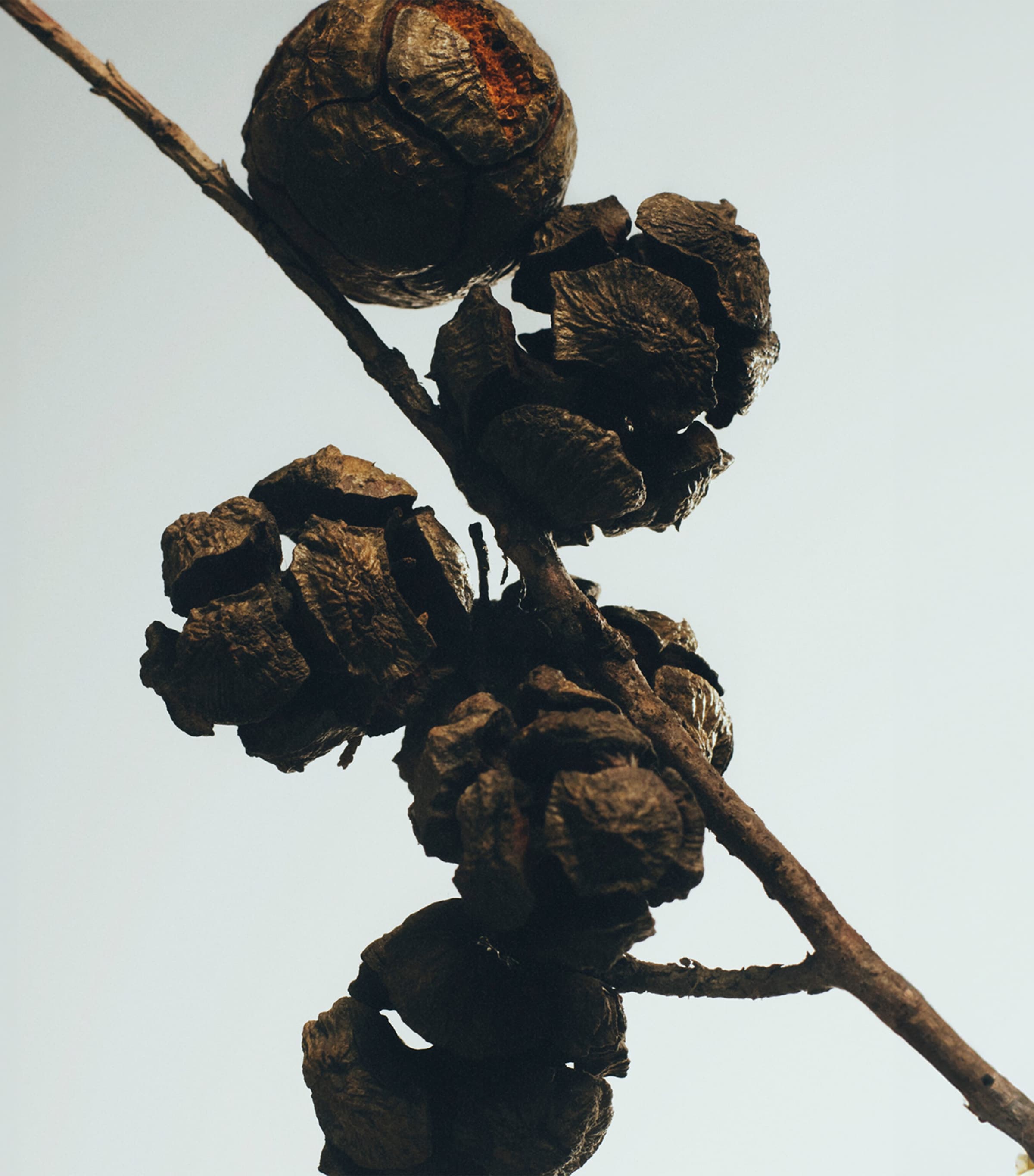 LOEWE Cypress Balls Chandelier Candle, UK version