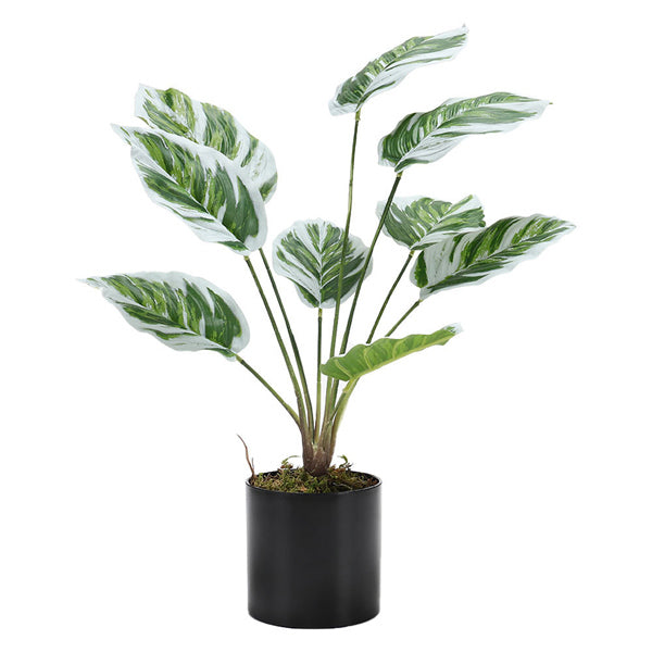 Livingandhome artificial Calathea White Fusion in black pot, UK version