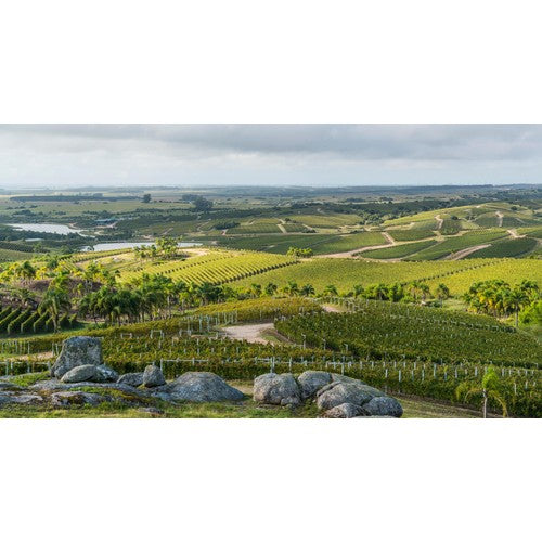 Bodega Garzon Reserve Albarino white wine - British product
