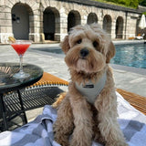 Cocopup London Sage Tweed Dog Harness Small