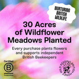 Black Bee Honey British Spring Set Honey