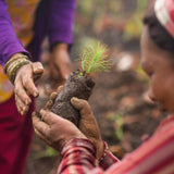 Pukka Organic Peppermint  Licorice Mint Tea x20 Compostable Tea Bags